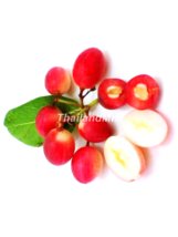 Karanda Carissa carandas Apocynaceae 10 Seeds ThailandMrk - $5.00
