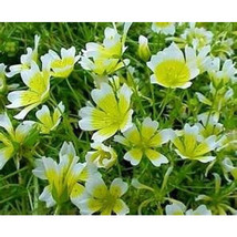 Poached Egg Plant Limmanthus Douglasii Meadow Foam 130 Seeds Garden USA Seller - $12.98