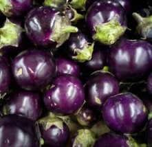 50 Round Purple Eggplant Thai Ndian USA Garden - £10.52 GBP