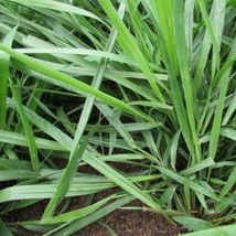 2000pcs Ryegrass Grass Semente Plant Seeds Forage Grass Ryegrass - £23.10 GBP