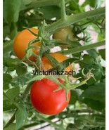 MBK 10 Himalayan White Pine Tree Seeds Fast Ship - $236.91 MXN