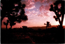 Sunrise #8 Joshua Tree National Park CA Postcard PC150 - £3.90 GBP