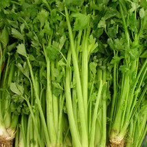 Tall Utah 52-70 Celery Seeds | 500 Seeds | Non-GMO | US SELLER | 1114 - £5.01 GBP