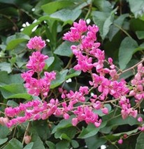 Portal Cool Seed Pack Antigonon Leptopus 20 Seeds Mexican Creeper/Coral Vine Gar - $8.35