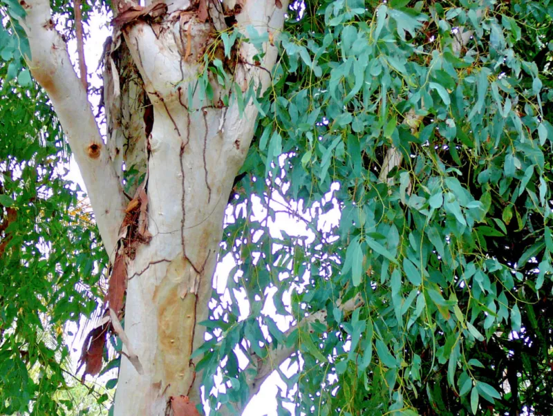 Eucalyptus Camaldulensis Red Gum 1gram ( ~600 seeds) - £9.98 GBP