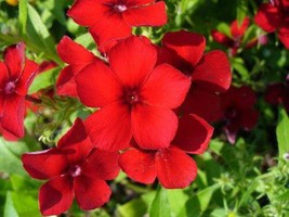 USA SELLER 800 Red Drummond Phlox Texas Pride Phlox Drummondii Flower Seeds Fast - £11.52 GBP