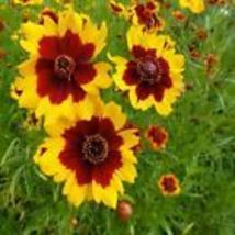 Coreopsis Plains Flower Seeds 100 Seeds - £7.86 GBP