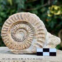 Hildoceras bifrons Fossil Ammonite, Beacon Limestone, Toarcian, Jurassic, - £22.53 GBP