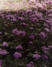 Grow In US Ageratum Mexicanum Blue Flower Seeds - £6.09 GBP