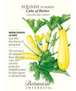 Fresh Cube Of Butter Summer Squash 12 Seeds US Seller - $20.58