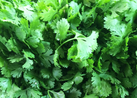 200 Seeds Italian Parsley Boost Your Garden&#39;s Productivity With Superior Seeds - $8.98