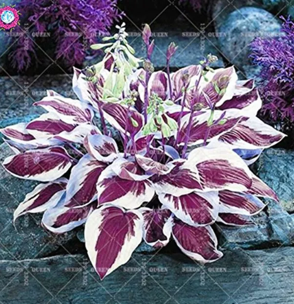 BStore 100 Seeds Colorful Hosta Indoor Bonsai Flower Seeds Coleus Genus Pott DIY - £7.32 GBP