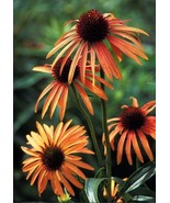 MBK 25 Sage Seeds Fast Ship - $16.89 CAD