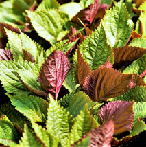 Vietnamese Perilla (Shiso) Seeds La Ta T Asian Mint Thai Basil Seed For  - £4.74 GBP