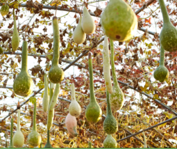 BPASTORE 10 Dipper Gourd Heirloom Non-Gmo Seeds Online - $9.34