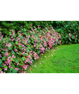 10 Hardy Begonia Grandis Rose Pink Perennial Sun - Shade Flower Seeds - £12.39 GBP