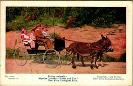 Algerian Donkeys New York Zoological Park new york NY NYC UNP DB Postcard E7 - $7.12