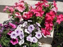 Garden Store 245 Seeds Mixed Colors Dwarf Petunia Pink Red Purple White Yellow B - £7.13 GBP