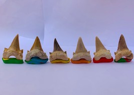 Original 6 Megalodon rare fossil shark teeth    - £70.88 GBP