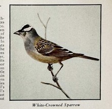 White Crowned Sparrow Bird Print 1931 Blue Book Birds Of America Art PCB... - $19.99