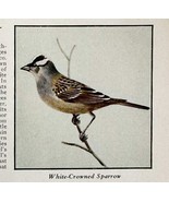 White Crowned Sparrow Bird Print 1931 Blue Book Birds Of America Art PCB... - $19.99