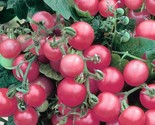 50 Siberian Tomato Seeds Heirloom Fast Shipping - $8.99