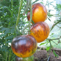 LS 200 Yellow Stripes Tomato Seeds Lycopersicon Vegetable Seed Organic Heirloom - £4.33 GBP