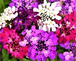 Candytuft Seeds 100 Seeds Non-Gmo Fast Shipping - $7.99