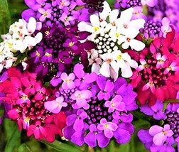 Candytuft Seeds 100 Seeds Non-Gmo Fast Shipping - £6.28 GBP