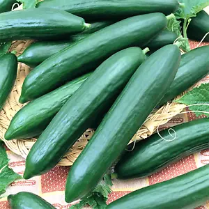 100 Cucumber Seeds Straight Eight Vegetable Spring Heirloom Garden Award... - $7.50