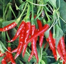 Hot Pepper Seed Mix Garden Collection, Heirloom, Organic Seeds, 7 Top Seeds - £8.01 GBP