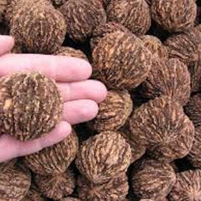 3 Black Walnut Tree Seeds Juglans Nigar Organic Seeds For Planting Nut G... - $13.50