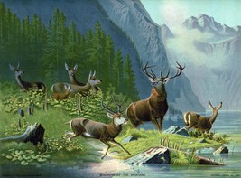 9482.Decoration Poster.Room Wall art.Home decor.Monarchs of the mountain.Deers - £13.66 GBP+