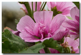 30+ Appleblossom Pink Malva Flower Seeds  - $9.88