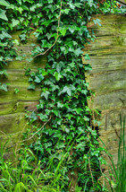 10 Seeds English Ivy Or Hedera Helix - £7.75 GBP