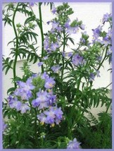 RAFHSTORE 100 Blue Pearl Polemonium Jacobs Ladder Polemonium Caeruleum Flower Se - £8.13 GBP