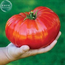 100 Seeds Tomato Giant Vegetable Fruits Type 3 Gardening USA Seller - $7.22