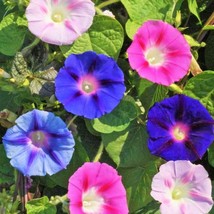 KKG Morning Glory Tall Mix Seeds Ipomoea Purpurea Multi Color Fresh Garden - $7.89