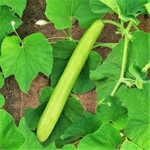 Big Green Sa Ge Bottle Gourd Seeds Lagenaria Upo Opo Snake Melon Long Calabash D - £6.22 GBP