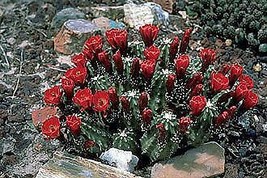 Echinocereus Coccineus Red Hedgehog Cactus Hardy Seeds Fresh Seeds Fast Shipping - £12.62 GBP