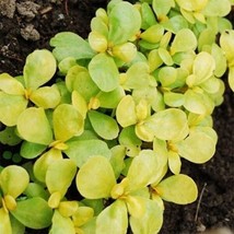 100 Seeds Purslane Golden Portulaca Oleracea Sativa Fast Plant Heirloom Seeds No - $8.35