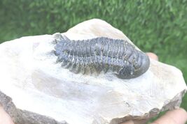 Devonian Crotalocephalina Trilobite Fossil – Authentic Morocco Specimen ... - $58.41