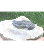 Devonian Crotalocephalina Trilobite Fossil – Authentic Morocco Specimen ... - $58.41