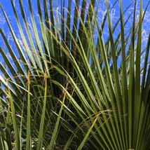 5 Green Saw Palmetto Serenoa Repens American Dwarf Palm Tree Shrub Edibl... - $278.36 MXN