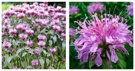 Bee Balm Wild Bergamot Seeds Perennial Easy to Seasons 300 Seeds - $26.99