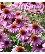 Purple Coneflower Seeds - Organic &amp; Non Gmo Flower Seeds - Heirloom Seed... - £1.75 GBP