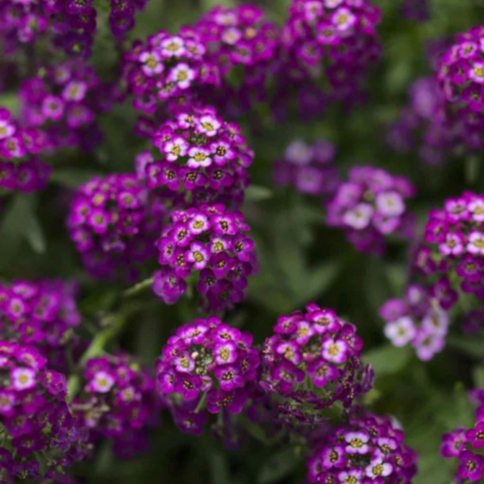 Alyssum Oriental Night Flower Seeds Fresh Gardening - $11.50