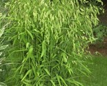 100 River Oats Northern Sea Inland Ornamental Uniola Latifolia Seeds Fas... - $12.50