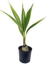 Guashi Store 12&quot;&quot; Tall Sprouted Cocos Nucifera Green Coconut Seed Plant Palm Tre - £107.00 GBP
