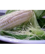 Silver Queen Sweet Corn Seeds White Sweet Corn New Fresh - $173.09 MXN